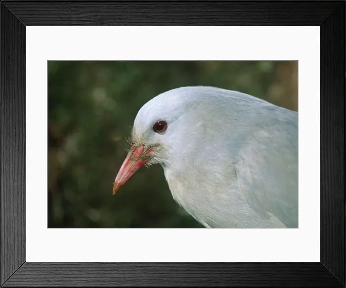 Framed Print : Kagu - close-up Framed Print : Kagu - close-up