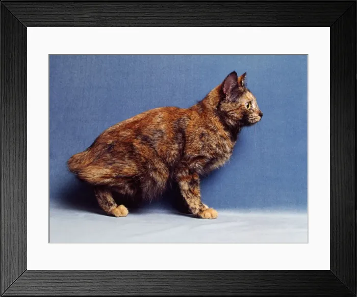 Framed Print : Cat - Manx Cat - sitting down Framed Print : Cat - Manx Cat - sitting down