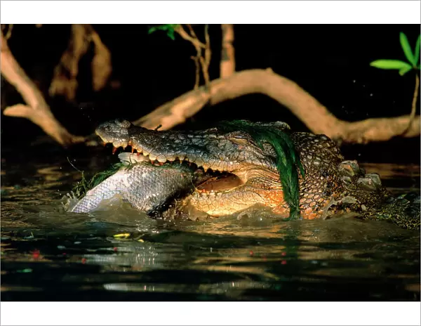 Estuarine  /  Saltwater Crocodile - Eating Barramundi (Lates calcarifer), Yellow Water, Kakadu National Park (World Heritage Area), Northern Territory, Australia JPF50622