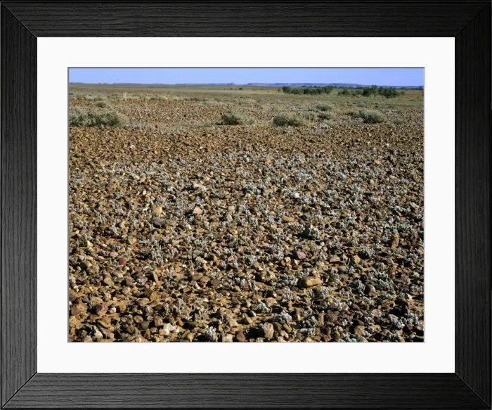 Framed Print : Gibber / Stony desert Sturt National Park, far western New South Wales, Australia JPF44375 Framed Print : Gibber / Stony desert Sturt National Park, far western New South Wales, Australia JPF44375