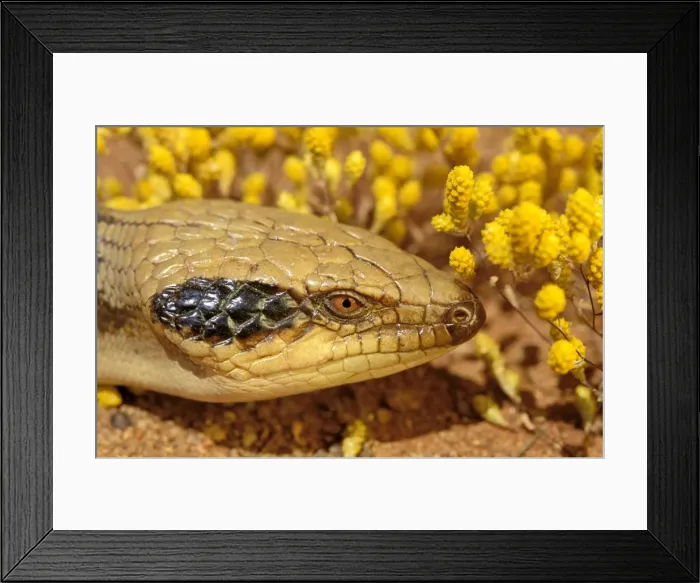 Framed Print : Western blue-tongued Lizard - close up of face, Strzelecki Desert, South Australia JPF28526 Framed Print : Western blue-tongued Lizard - close up of face, Strzelecki Desert, South Australia JPF28526