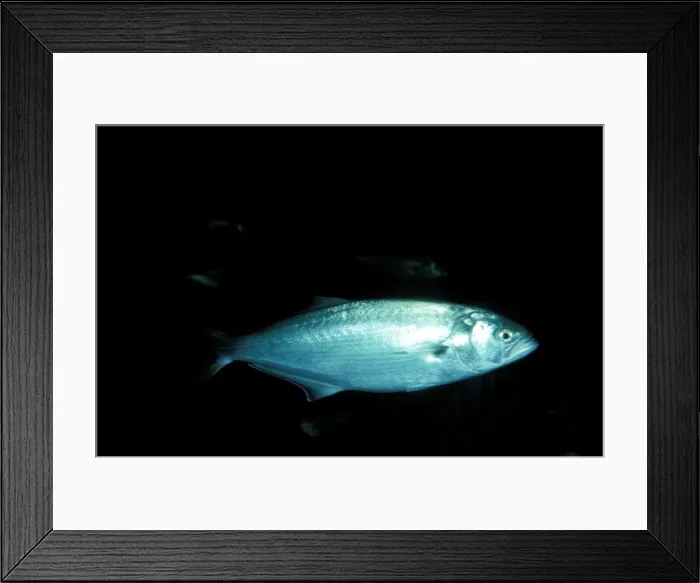 Framed Print : Tailor Fish JPF19276 Framed Print : Tailor Fish JPF19276