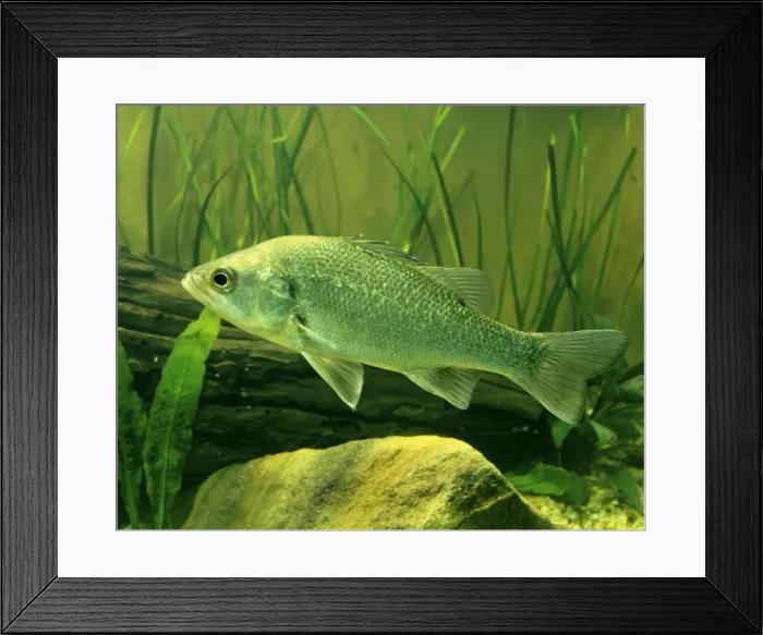 Framed Print : Australian Bass - Australian Capital Territory, Australia JPF31998 Framed Print : Australian Bass - Australian Capital Territory, Australia JPF31998