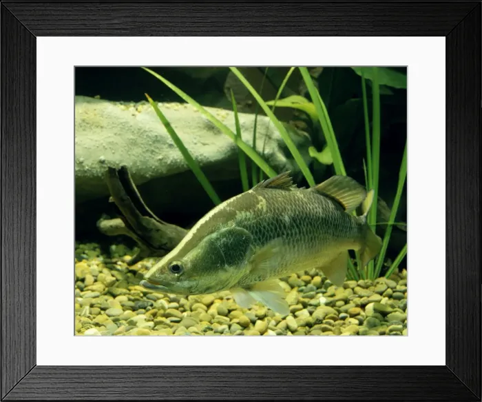 Framed Print : Barramundi / Giant perch / Silver barramundi - Northern Australia JPF22579 Framed Print : Barramundi / Giant perch / Silver barramundi - Northern Australia JPF22579
