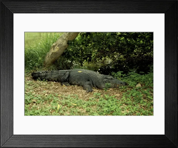 Framed Print : New Guinea Crocodile - On ground - Northern Territory Australia JPF27407 Framed Print : New Guinea Crocodile - On ground - Northern Territory Australia JPF27407