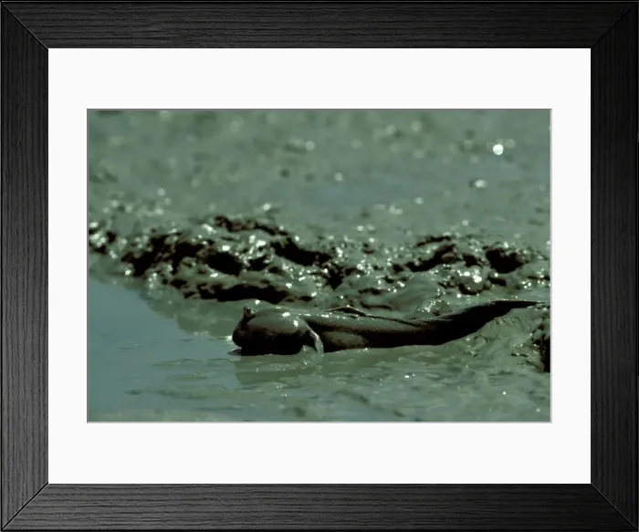 Framed Print : Mudskipper JPF19938 Framed Print : Mudskipper JPF19938