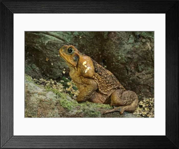 Framed Print : Cane / Giant / Marine Toad - with venom from paratoid glands visible, native to South America, introduced to Australia in 1935 for biological pest control, Australia JPF27790 Framed Print : Cane / Giant / Marine Toad - with venom from paratoid glands visible, native to South America, introduced to Australia in 1935 for biological pest control, Australia JPF27790