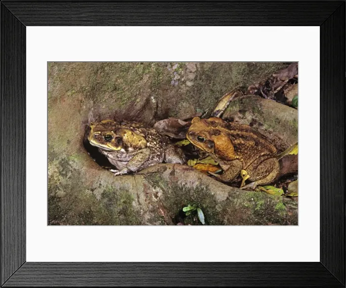 Framed Print : Cane  /  Giant  /  Marine Toad - pair on rainforest floor, introduced to Australia in 1935, North Queensland, Australia JPF27768