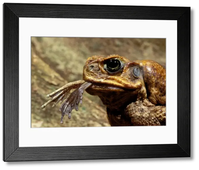 Framed Print : Cane Toad - close up, frog legs dangling from mouth, tropical rainforest, Queensland, Australia JPF27910 Framed Print : Cane Toad - close up, frog legs dangling from mouth, tropical rainforest, Queensland, Australia JPF27910