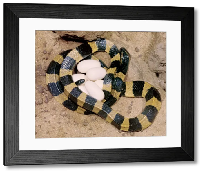 Framed Print : Banded Krait - female with eggs, Borneo, Malaysia JPF29583 Framed Print : Banded Krait - female with eggs, Borneo, Malaysia JPF29583