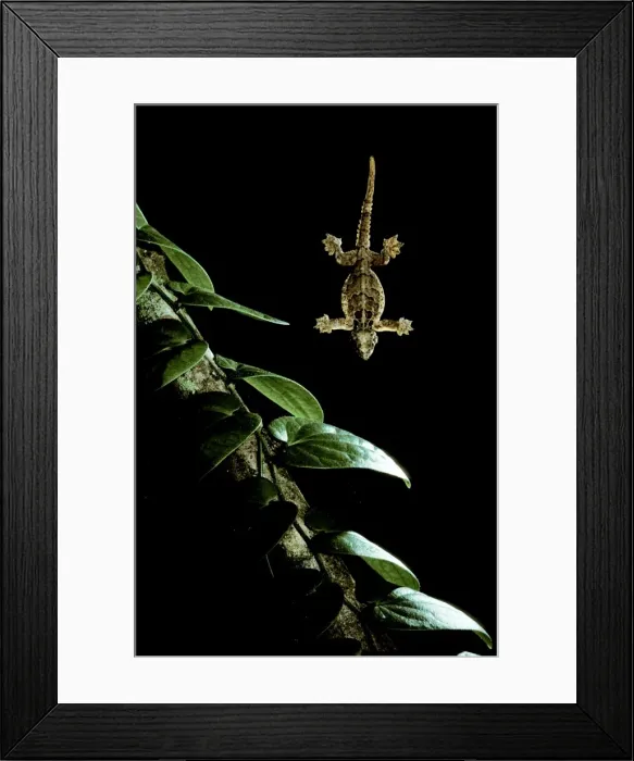 Framed Print : Flying Gecko - in flight, Sabah, Borneo JPF29972 Framed Print : Flying Gecko - in flight, Sabah, Borneo JPF29972