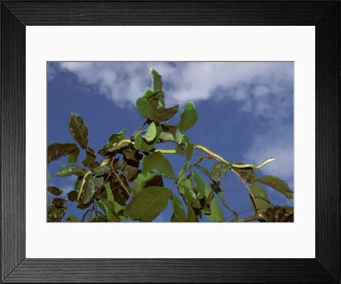 Framed Print : Paradise Tree Snake / Flying snake - In tree, Sabah, Borneo, Malaysia, Borneo, New Guinea JPF29736 Framed Print : Paradise Tree Snake / Flying snake - In tree, Sabah, Borneo, Malaysia, Borneo, New Guinea JPF29736