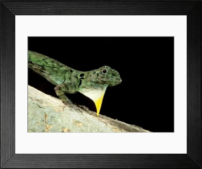 Framed Print : Flying Lizard - Borneo, Malaysia JPF29722 Framed Print : Flying Lizard - Borneo, Malaysia JPF29722