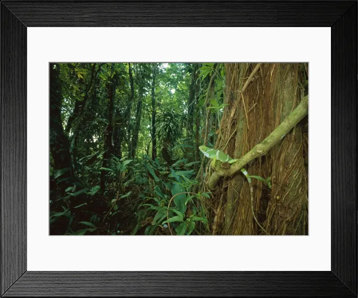 Framed Print : Fiji crested Iguana - perched on rainforest vine, Fiji, Endemic to Fiji JPF31568 Framed Print : Fiji crested Iguana - perched on rainforest vine, Fiji, Endemic to Fiji JPF31568