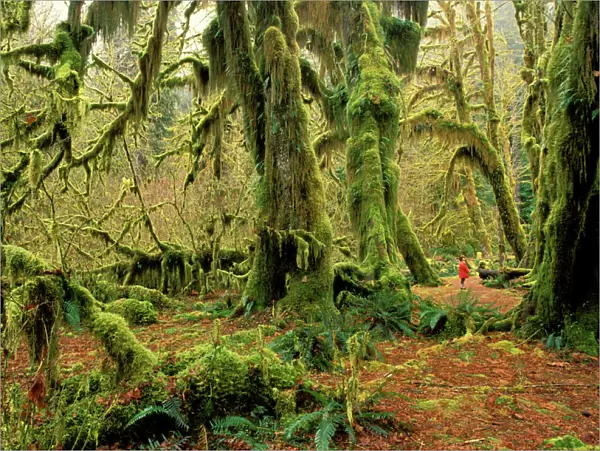 Hoh Forest Olympic National Park, Washington State, USA JPF32022