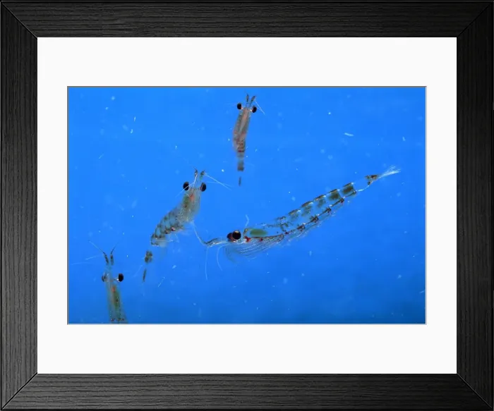 Framed Print : Antarctic Krill JPF33828 Framed Print : Antarctic Krill JPF33828