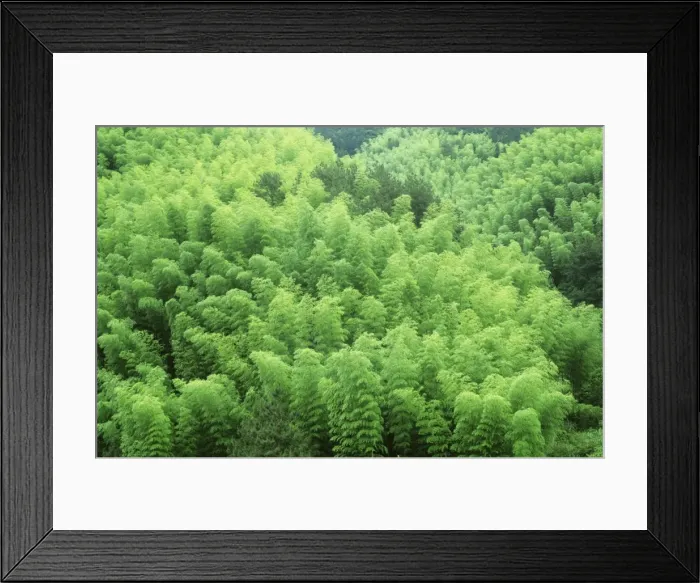 Framed Print : Bamboo forest on the foothills of Mount Huangshan, ‘The Yellow Mountains Anhui Province, China JPF38265 Framed Print : Bamboo forest on the foothills of Mount Huangshan, ‘The Yellow Mountains Anhui Province, China JPF38265