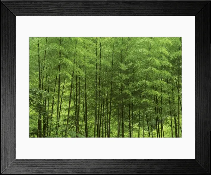 Framed Print : Mount Huangshan ‘The Yellow Mountains Bamboo forest on foothills, Anhui Province, China JPF38269 Framed Print : Mount Huangshan ‘The Yellow Mountains Bamboo forest on foothills, Anhui Province, China JPF38269