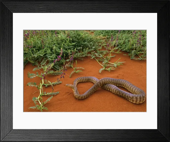Framed Print : Woma Python - Desert regions of central  /  western Australia JPF44545