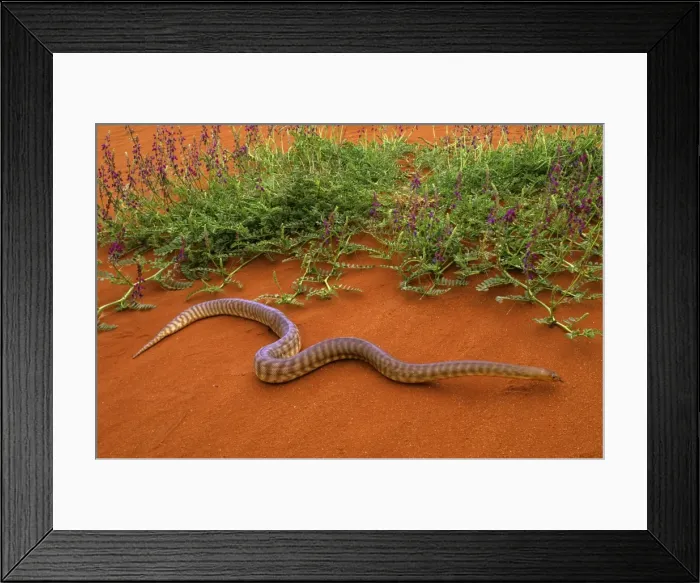 Framed Print : Woma Python - Desert regions of central / western Australia JPF44551 Framed Print : Woma Python - Desert regions of central / western Australia JPF44551