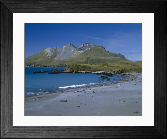 Framed Print : Cooper Bay and Cooper Island, South Georgia, Antarctica Elephant seals, Fur seals and Penguins JPF41817 Framed Print : Cooper Bay and Cooper Island, South Georgia, Antarctica Elephant seals, Fur seals and Penguins JPF41817