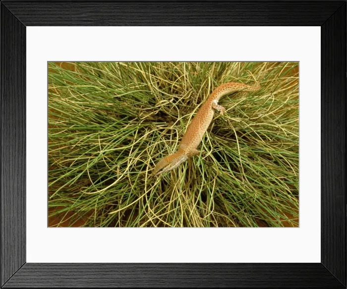 Framed Print : Short-tailed Pygmy Monitor - In grass - Central Australia JPF45684 Framed Print : Short-tailed Pygmy Monitor - In grass - Central Australia JPF45684