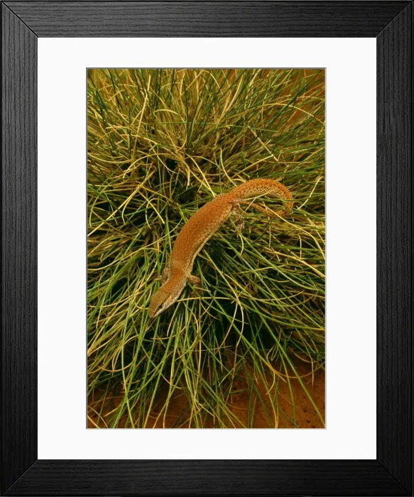 Framed Print : Short-tailed Pygmy Monitor - In grass - Central Australia JPF45682 Framed Print : Short-tailed Pygmy Monitor - In grass - Central Australia JPF45682