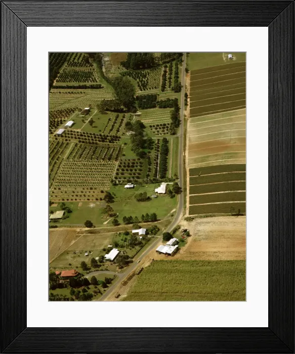 Framed Print : Pineapple & Macadamia plantations Sunshine Coast, Queensland, Australia JPF48685 Framed Print : Pineapple & Macadamia plantations Sunshine Coast, Queensland, Australia JPF48685