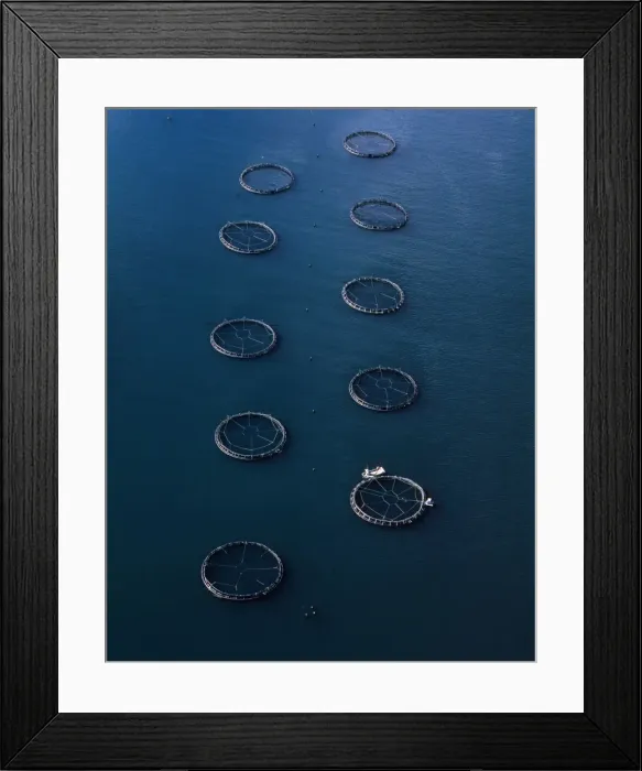 Framed Print : Aerial - Salmon farming off Port Arthur (aquaculture) Tasmania, Australia JPF49468