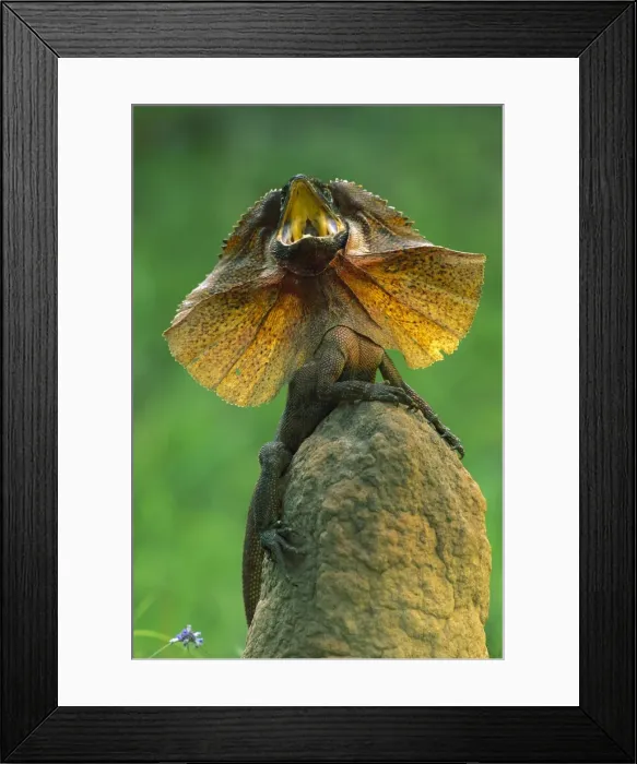 Framed Print : Frilled Lizard - Defensive display - Kakadu National Park (World Heritage Area) - Northern Territory - Australia JPF51061 Framed Print : Frilled Lizard - Defensive display - Kakadu National Park (World Heritage Area) - Northern Territory - Australia JPF51061