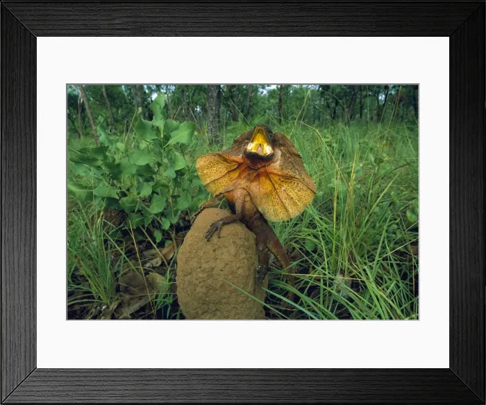 Framed Print : Frilled Lizard - Defensive display perched on termite mound - Kakadu National Park (World Heritage Area) - Northern Territory - Australia JPF51041 Framed Print : Frilled Lizard - Defensive display perched on termite mound - Kakadu National Park (World Heritage Area) - Northern Territory - Australia JPF51041