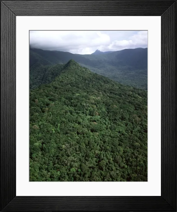 Framed Print : Aerial - Tropical rainforest near Cape Tribulation Daintree National Park, Queensland, Australia JPF50058 Framed Print : Aerial - Tropical rainforest near Cape Tribulation Daintree National Park, Queensland, Australia JPF50058