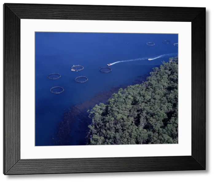 Framed Print : Aerial - Salmon farming off Port Arthur (aquaculture) Tasmania, Australia JPF49471 Framed Print : Aerial - Salmon farming off Port Arthur (aquaculture) Tasmania, Australia JPF49471