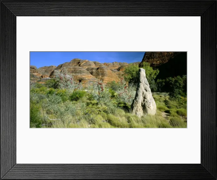 Framed Print : Purnululu National Park - Termite mound & vegetation: Wattles, Prickly grevillea, in front of beehive (Acacia sp. Grevillea wickhamii) - Kimberley region, Western Australia JPF51587 Framed Print : Purnululu National Park - Termite mound & vegetation: Wattles, Prickly grevillea, in front of beehive (Acacia sp. Grevillea wickhamii) - Kimberley region, Western Australia JPF51587