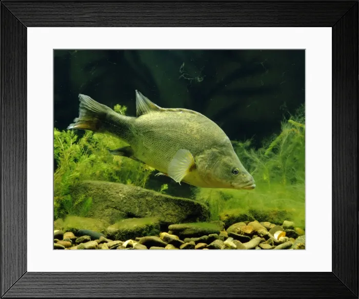 Framed Print : Golden Perch / Yellowbelly - Australia JPF02222 Framed Print : Golden Perch / Yellowbelly - Australia JPF02222