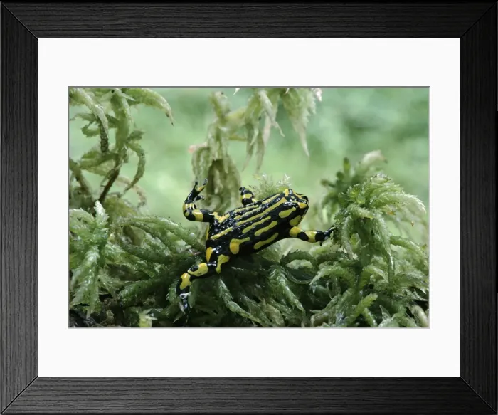 Framed Print : Southern Corroboree Frog - Underwater in Sphagnum moss, Kosciuszko National Park, New South Wales, Australia JPF01144