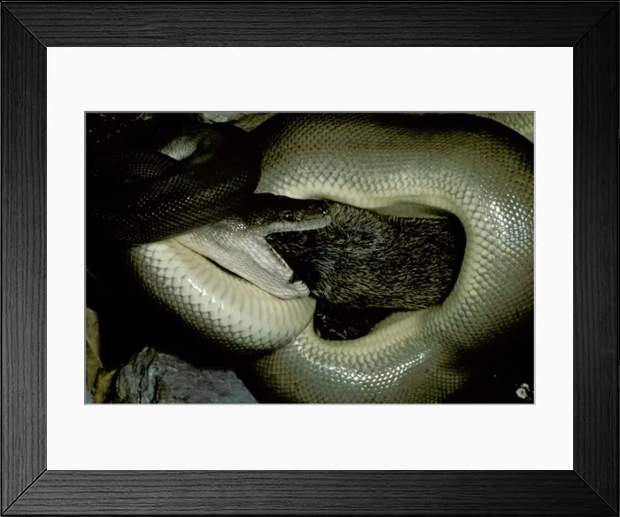 Framed Print : Olive Python - Eating a bandicoot. Adults can eat prey as large as a rock-wallaby, Northern Australia JPF00081