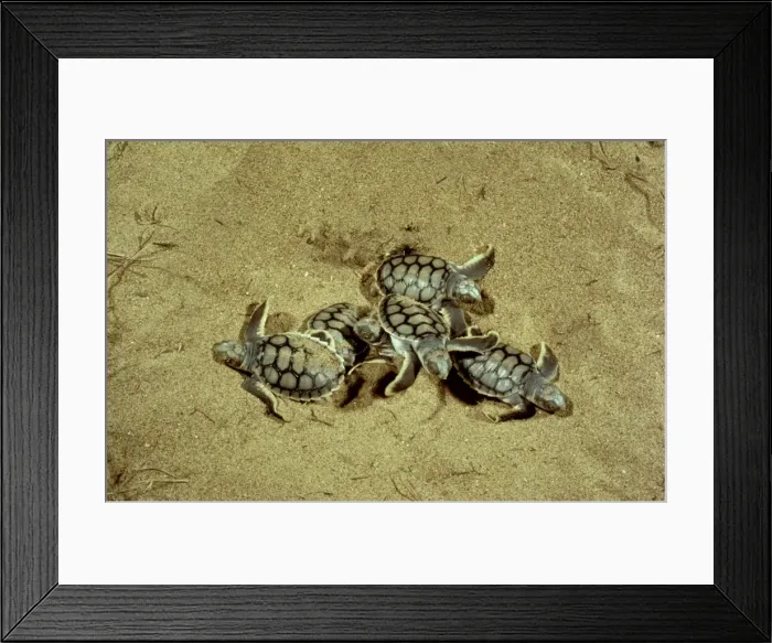 Framed Print : Flatback Turtle - Hatchlings emerging at night, Mon Repos beach, Bundaberg, Queensland, Australia JPF02560 Framed Print : Flatback Turtle - Hatchlings emerging at night, Mon Repos beach, Bundaberg, Queensland, Australia JPF02560