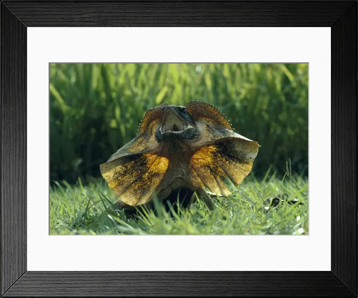Framed Print : Frilled Lizard - Northern Territory, Australia JPF00730 Framed Print : Frilled Lizard - Northern Territory, Australia JPF00730