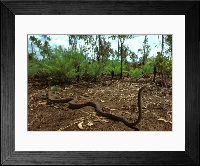 Framed Print : Oenpelli Rock Python - Arnhemland, Northern Territory, Australia JPF00083