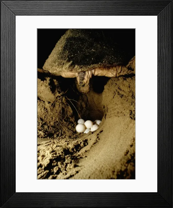 Framed Print : Loggerhead Turtle - Laying eggs Mon Repos Beach, Bundaberg, Queensland JPF02509 Framed Print : Loggerhead Turtle - Laying eggs Mon Repos Beach, Bundaberg, Queensland JPF02509