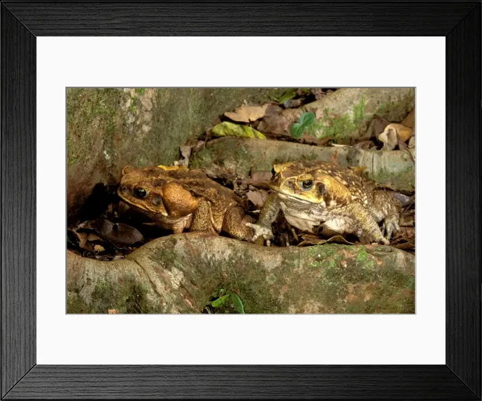 Framed Print : Cane / Giant / Marine Toad - Pair - North Queensland, Australia JPF52417 Framed Print : Cane / Giant / Marine Toad - Pair - North Queensland, Australia JPF52417