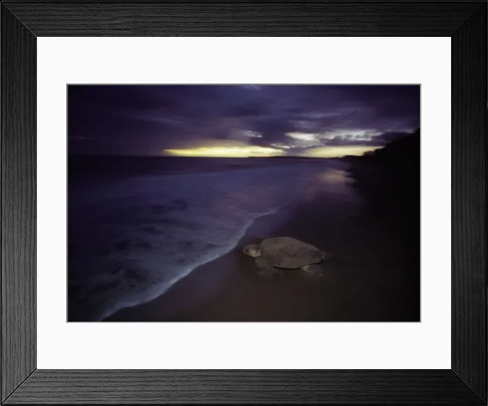 Framed Print : Loggerhead Turtle - Returning to sea after egg laying at night, Mon Repos Beach, Bundaberg, Queensland, Australia JPF02184 Framed Print : Loggerhead Turtle - Returning to sea after egg laying at night, Mon Repos Beach, Bundaberg, Queensland, Australia JPF02184