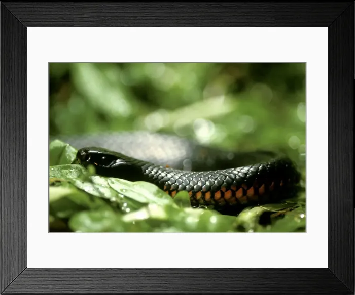 Framed Print : Red-bellied Black Snake - Southern New South Wales, Australia JPF00318 Framed Print : Red-bellied Black Snake - Southern New South Wales, Australia JPF00318