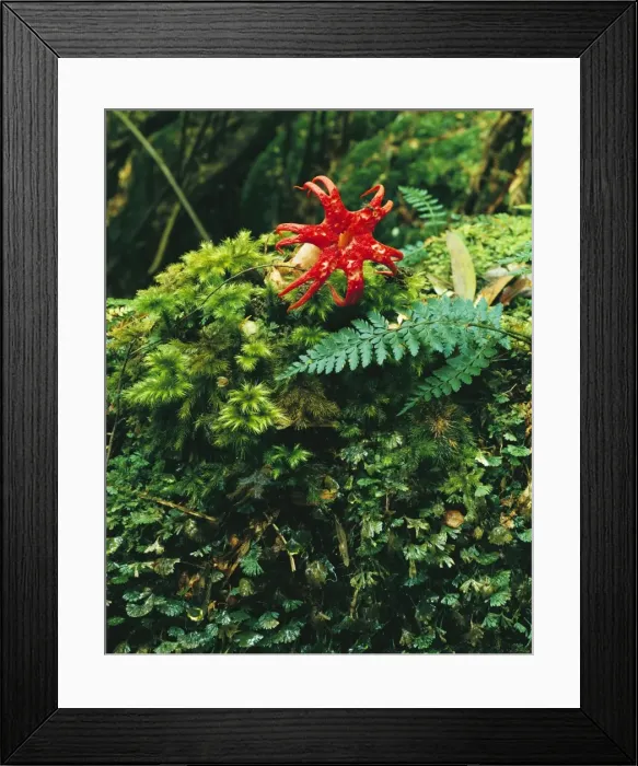 Framed Print : Fungus - of temperate rainforest, Southeastern Tasmania, Australia JPF03237 Framed Print : Fungus - of temperate rainforest, Southeastern Tasmania, Australia JPF03237