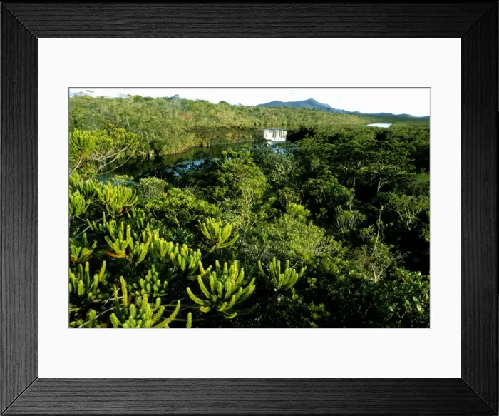 Framed Print : La Madeleine Falls (botanic reserve) with pine in foreground - Southern Province, New Caledonia, New Caledonia JPF52562 Framed Print : La Madeleine Falls (botanic reserve) with pine in foreground - Southern Province, New Caledonia, New Caledonia JPF52562