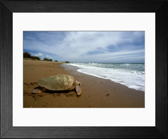 Framed Print : Loggerhead Turtle - Returning to sea after egg laying Mon Repos Beach, Bundaberg, Queensland, Australia JPF02524 Framed Print : Loggerhead Turtle - Returning to sea after egg laying Mon Repos Beach, Bundaberg, Queensland, Australia JPF02524
