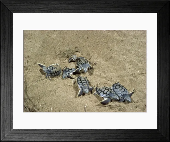 Framed Print : Flatback Turtles - Hatchlings emerging at night, Mon Repos Beach, Bundaberg, Queensland, Australia JPF02206 Framed Print : Flatback Turtles - Hatchlings emerging at night, Mon Repos Beach, Bundaberg, Queensland, Australia JPF02206