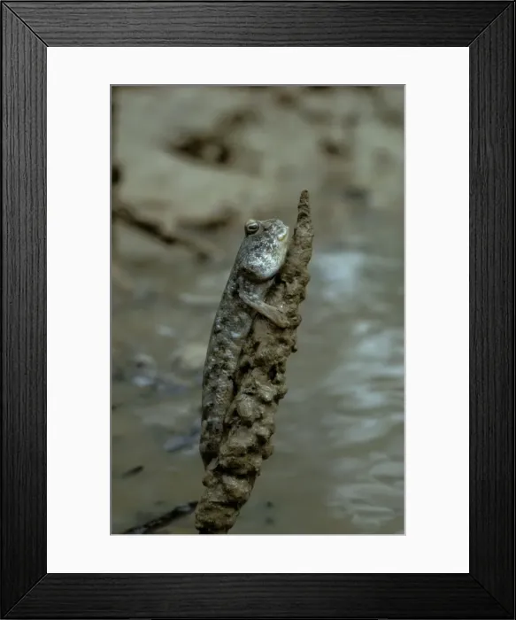 Framed Print : Mudskipper - Cimbing, Northern Territory, Australia JPF00491 Framed Print : Mudskipper - Cimbing, Northern Territory, Australia JPF00491
