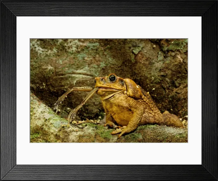 Framed Print : Cane / Giant / Marine Toad - Eating tree frog North Queensland, Australia JPF27798 Framed Print : Cane / Giant / Marine Toad - Eating tree frog North Queensland, Australia JPF27798